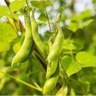 10 PCS Seeds Kidney Bean Seeds Green Bean Vegetables