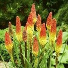 100 PCS Seeds Kniphofia ’Flaming Torch Lily’ Seeds Red Hot Poker