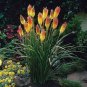 100 PCS Seeds Kniphofia ’Flaming Torch Lily’ Seeds Red Hot Poker