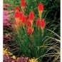 100 PCS Seeds Kniphofia ’Flaming Torch Lily’ Seeds Red Hot Poker