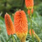 1000 PCS Seeds Kniphofia 'Elvira' Seeds Red Hot Poker Torch Lily 'Elvira' Flowers