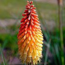 100 PCS Seeds Kniphofia Flower red hot pokers-plants So Pretty Long Blomming
