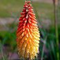 100 PCS Seeds Kniphofia Flower red hot pokers-plants So Pretty Long Blomming