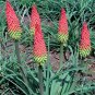 100 PCS Seeds Kniphofia Flower red hot pokers-plants So Pretty Long Blomming