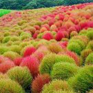 200 PCS Seeds Kochia Scoparia Burning Bush Grass Green Red Mixed