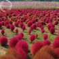 200 PCS Seeds Kochia Scoparia Burning Bush Grass Green Red Mixed