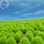 200 PCS Seeds Kochia Scoparia Burning Bush Grass Green Red Mixed