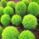 500 PCS Seeds Kochia scoparia Seeds Burning Bush 500 PCS Seeds Kochia scoparia Seeds Burning Bush