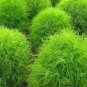 500 PCS Seeds Kochia scoparia Seeds Burning Bush