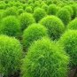 500 PCS Seeds Kochia scoparia Seeds Burning Bush