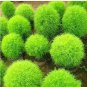 500 PCS Seeds Kochia scoparia Seeds Burning Bush