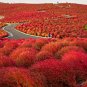 500 PCS Seeds Kochia scoparia Seeds Burning Bush