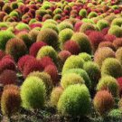 500 PCS Seeds Kochia scoparia Seeds Mixed 5 Colors