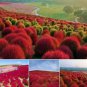 500 PCS Seeds Kochia scoparia Seeds Mixed 5 Colors