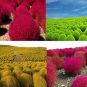 500 PCS Seeds Kochia scoparia Seeds Mixed 5 Colors