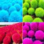 500 PCS Seeds Kochia scoparia Seeds Mixed 5 Colors