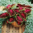 20 PCS Seeds Kong Red Giant Coleus Herbs 20 PCS Seeds Kong Red Giant Coleus Herbs