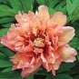 5 PCS Seeds Kopper Kettle' Orange Peony Tree
