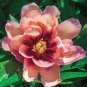 5 PCS Seeds Kopper Kettle' Orange Peony Tree