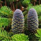 100 PCS Seeds Korean Fir Flores Abies koreana 100 PCS Seeds Korean Fir Flores Abies koreana