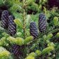 100 PCS Seeds Korean Fir Flores Abies koreana