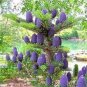 100 PCS Seeds Korean Fir Flores Abies koreana