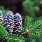 30 PCS Seeds Korean Fir Tree Seeds Abies Koreana