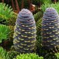 30 PCS Seeds Korean Fir Tree Seeds Abies Koreana