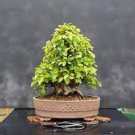 50 PCS Seeds Korean Hornbeam Tree Bonsai Very Beautiful Mini Bonsai