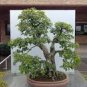 50 PCS Seeds Korean Hornbeam Tree Bonsai Very Beautiful Mini Bonsai