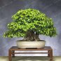 50 PCS Seeds Korean Hornbeam Tree Bonsai Very Beautiful Mini Bonsai
