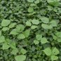 80 PCS Seeds Kudzu Pueraria tuberosa