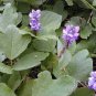 80 PCS Seeds Kudzu Pueraria tuberosa
