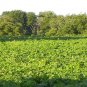 80 PCS Seeds Kudzu Pueraria tuberosa