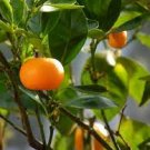 200 PCS Seeds Kumquat Golden Orange Cumquats Kinkan Golden Tangerine Fruits 200 PCS Seeds Kumquat Golden Orange Cumquats Kinkan Golden Tangerine Fruits