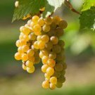 100 PCS Seeds LaCrescent Golden Brown Grape 100 PCS Seeds LaCrescent Golden Brown Grape