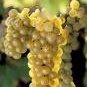 100 PCS Seeds LaCrescent Golden Brown Grape