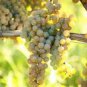 100 PCS Seeds LaCrescent Golden Brown Grape