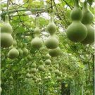 5 PCS Seeds Lagenaria Siceraria Big Wine Spoon Bottle Gourd 5 PCS Seeds Lagenaria Siceraria Big Wine Spoon Bottle Gourd