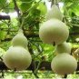 5 PCS Seeds Lagenaria Siceraria Big Wine Spoon Bottle Gourd