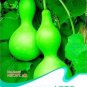 5 PCS Seeds Lagenaria Siceraria Big Wine Spoon Bottle Gourd