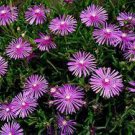 50 PCS Seeds Lampranthus spectabilis Flaw Seeds Aizoaceae Perennial Evergreen Plants 50 PCS Seeds Lampranthus spectabilis Flaw Seeds Aizoaceae Perennial Evergreen Plants