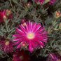 50 PCS Seeds Lampranthus spectabilis Flaw Seeds Aizoaceae Perennial Evergreen Plants