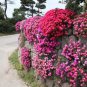 50 PCS Seeds Lampranthus spectabilis Flaw Seeds Aizoaceae Perennial Evergreen Plants