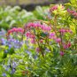 5 PCS Seeds Lamprocapnos spectabilis Mixed Bleeding Heart Perennial Herbs Flower