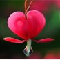 5 PCS Seeds Lamprocapnos spectabilis Mixed Bleeding Heart Perennial Herbs Flower