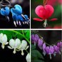 5 PCS Seeds Lamprocapnos spectabilis Mixed Bleeding Heart Perennial Herbs Flower