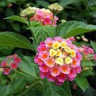 100 PCS Seeds Lantana camara flower 100 PCS Seeds Lantana camara flower