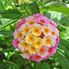 50 PCS Seeds Lantana Camara Flower 50 PCS Seeds Lantana Camara Flower
