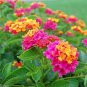 50 PCS Seeds Lantana Camara Flower